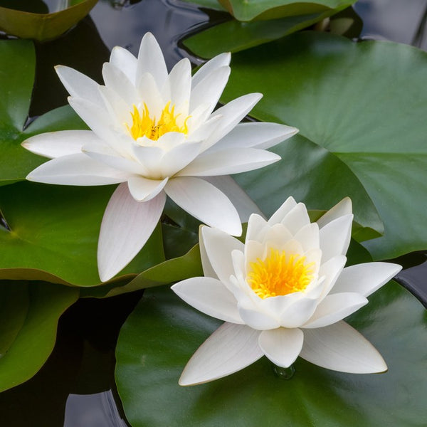 Sodium Palmitoyl Proline & Nymphaea Alba Flower Extract